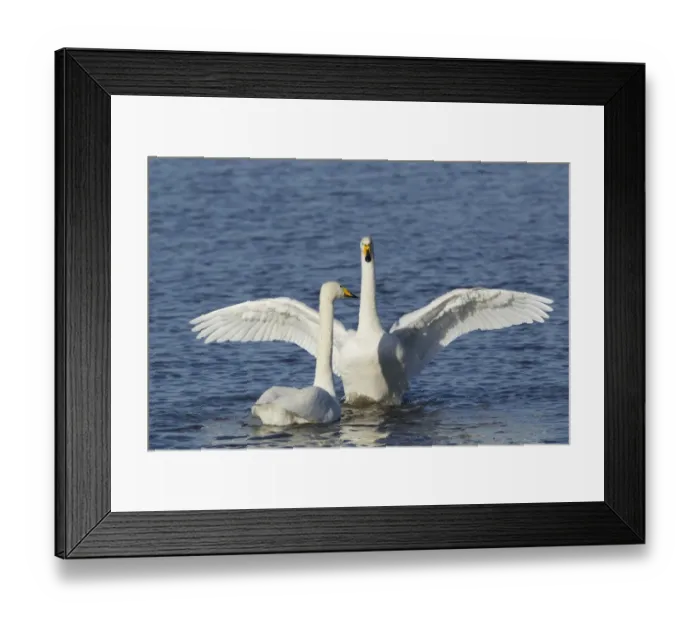 Framed Print : Whooper Swan (Cygnus cygnus) adult pair, displaying on water, Ouse Washes, Norfolk, England, february Framed Print : Whooper Swan (Cygnus cygnus) adult pair, displaying on water, Ouse Washes, Norfolk, England, february