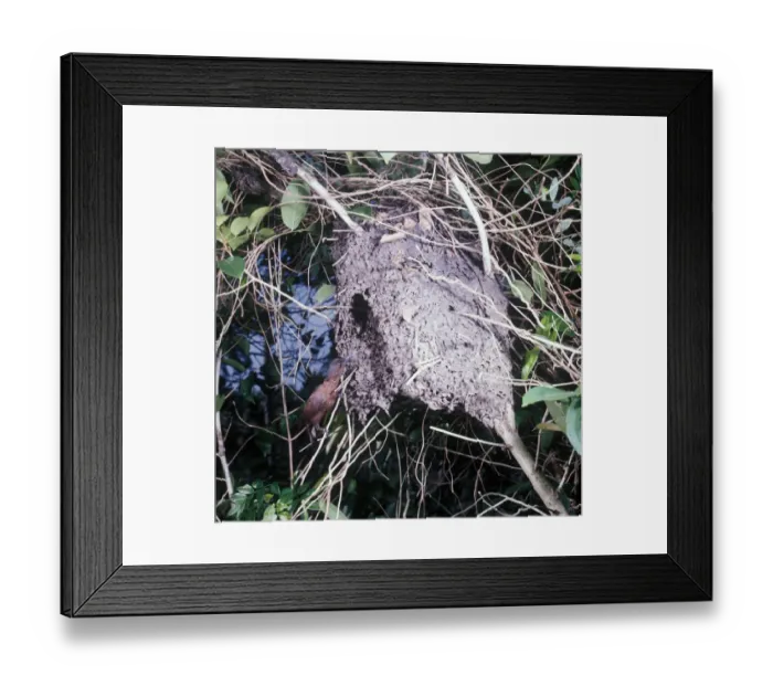 Framed Print : Rufous Woodpecker (Celeus brachyurus jerdonii) adult, nesting in Tree Ant (Crematogaser sp. ) nest, Sri Lanka Framed Print : Rufous Woodpecker (Celeus brachyurus jerdonii) adult, nesting in Tree Ant (Crematogaser sp. ) nest, Sri Lanka