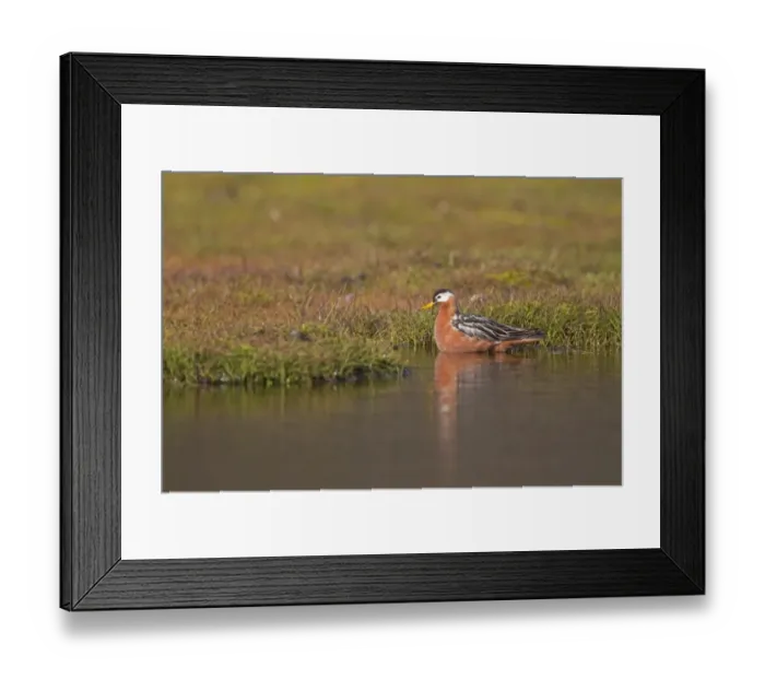 Framed Print : Grey Phalarope (Phalaropus fulicarius) adult female, summer plumage, in shallow water, Spitzbergen, Svalbard, july Framed Print : Grey Phalarope (Phalaropus fulicarius) adult female, summer plumage, in shallow water, Spitzbergen, Svalbard, july