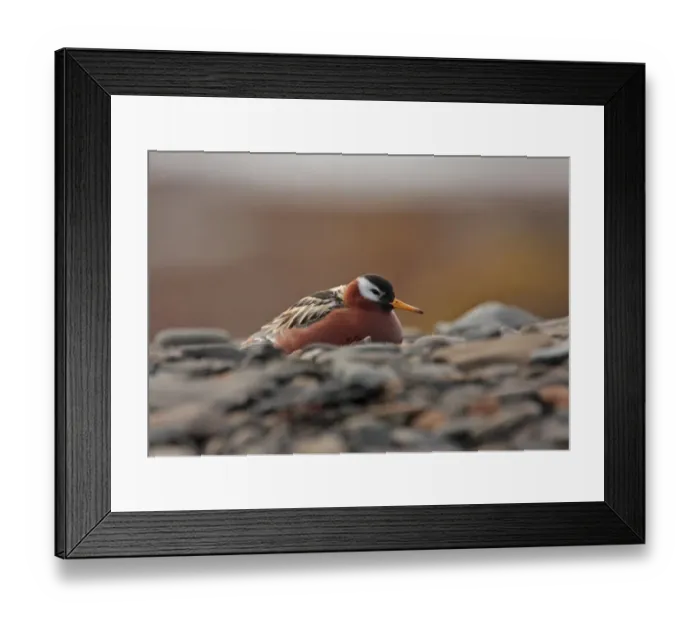 Framed Print : Grey Phalarope (Phalaropus fulicarius) adult female, summer plumage, sitting on shore, Svalbard, june