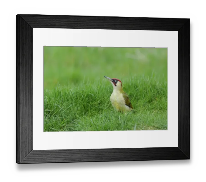 Framed Print : Green Woodpecker (Picus viridis) adult male, standing on grass, Oxfordshire, England, april Framed Print : Green Woodpecker (Picus viridis) adult male, standing on grass, Oxfordshire, England, april