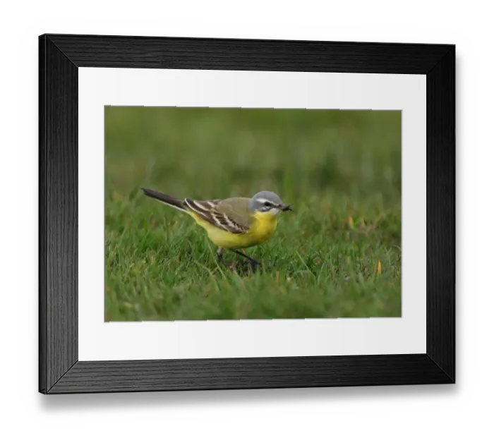 Framed Print : Blue-headed Wagtail (Motacilla flava flava) adult male, with fly in beak, standing on short grass, Sea Palling, Norfolk, England, april Framed Print : Blue-headed Wagtail (Motacilla flava flava) adult male, with fly in beak, standing on short grass, Sea Palling, Norfolk, England, april