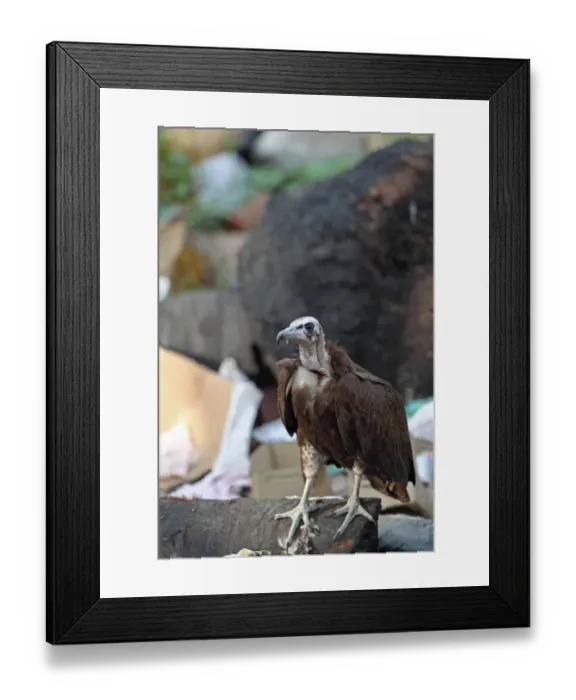 Framed Print : Hooded Vulture (Necrosyrtes monachus) immature, scavenging at rubbish dump, Gambia, january