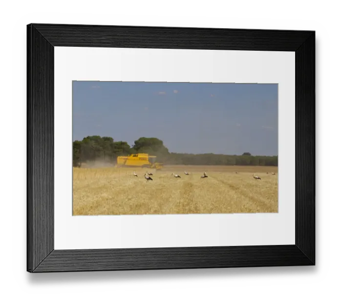 Framed Print : White Stork (Ciconia ciconia) flock, feeding in harvested barley field, attracted to insects disturbed by combine harvester during harvest, Northern Spain, july Framed Print : White Stork (Ciconia ciconia) flock, feeding in harvested barley field, attracted to insects disturbed by combine harvester during harvest, Northern Spain, july