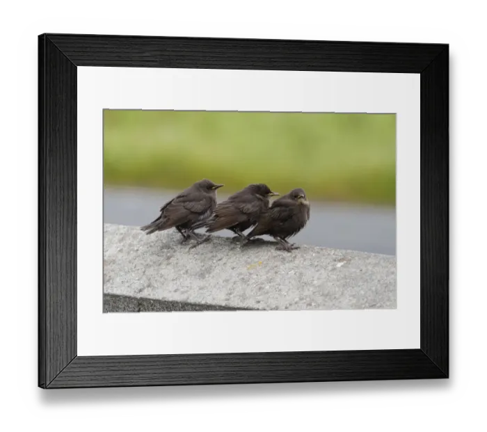 Framed Print : Common Starling (Sturnus vulgaris) three juveniles, perched on wall, Shetland Islands, Scotland, june Framed Print : Common Starling (Sturnus vulgaris) three juveniles, perched on wall, Shetland Islands, Scotland, june