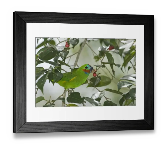 Framed Print : Double-eyed Fig-parrot (Cyclopsitta diophthalma macleayana) adult male, feeding on figs in tree, Queensland, Australia Framed Print : Double-eyed Fig-parrot (Cyclopsitta diophthalma macleayana) adult male, feeding on figs in tree, Queensland, Australia