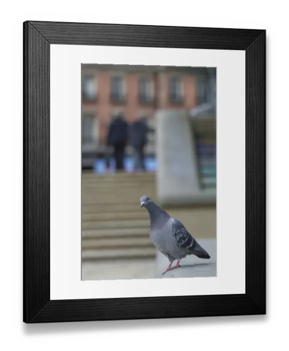 Framed Print : Feral Pigeon (Columba livia) adult, standing on wall in city, Sheffield, South Yorkshire, England, october Framed Print : Feral Pigeon (Columba livia) adult, standing on wall in city, Sheffield, South Yorkshire, England, october