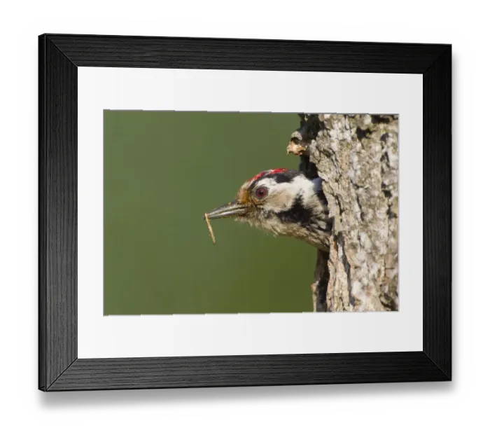 Framed Print : Lesser Spotted Woodpecker (Dendrocopus minor) adult male, leaving nesthole with waste in beak, Bulgaria, may