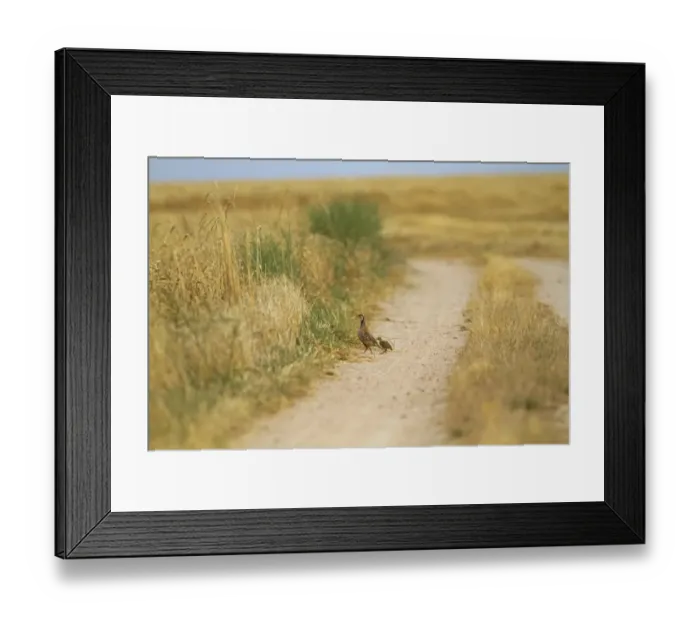Framed Print : Red-legged Partridge (Alectoris rufa) adult with chicks, walking on track in farmland habitat, Northern Spain, july Framed Print : Red-legged Partridge (Alectoris rufa) adult with chicks, walking on track in farmland habitat, Northern Spain, july