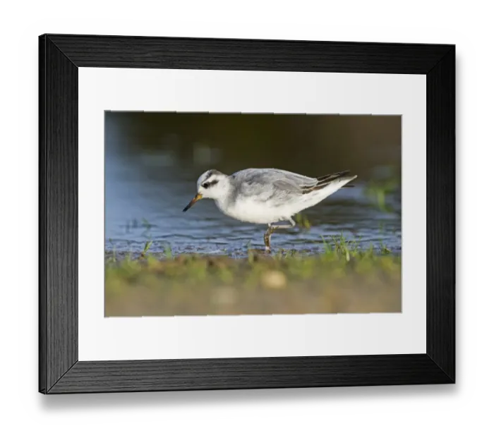 Framed Print : Grey Phalarope (Phalaropus fulicarius) adult, winter plumage, walking in shallow water, Winterton, Norfolk, England, january Framed Print : Grey Phalarope (Phalaropus fulicarius) adult, winter plumage, walking in shallow water, Winterton, Norfolk, England, january