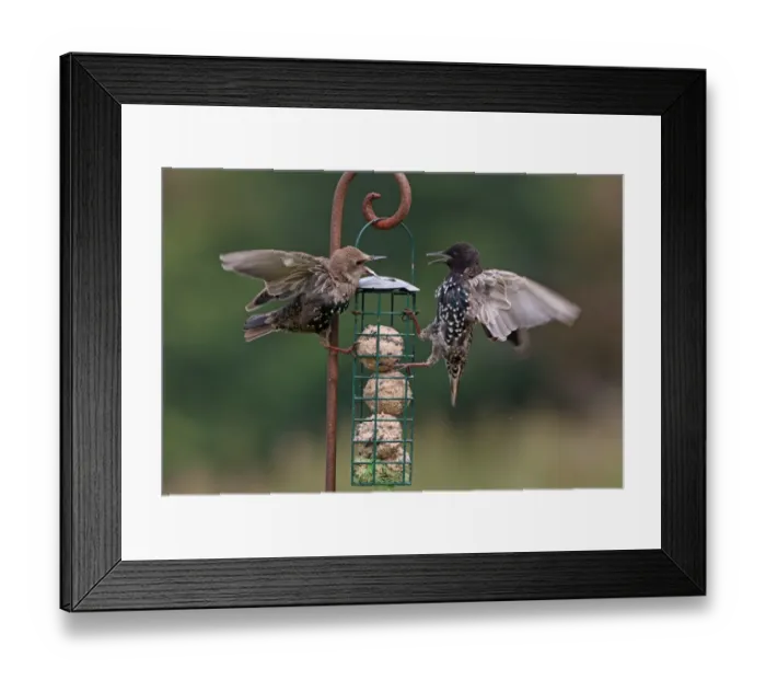 Framed Print : Common Starling (Sturnus vulgaris) adult and immature, feeding and squabbling at fat feeder, Norfolk, England, august Framed Print : Common Starling (Sturnus vulgaris) adult and immature, feeding and squabbling at fat feeder, Norfolk, England, august