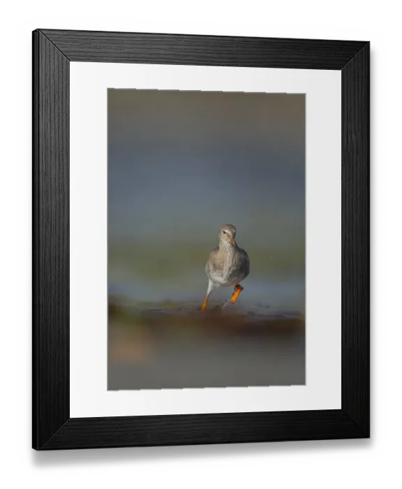 Framed Print : Common Redshank (Tringa totanus) adult, foraging amongst breaking waves in shallow water on beach, Shetland Islands, Scotland, september Framed Print : Common Redshank (Tringa totanus) adult, foraging amongst breaking waves in shallow water on beach, Shetland Islands, Scotland, september