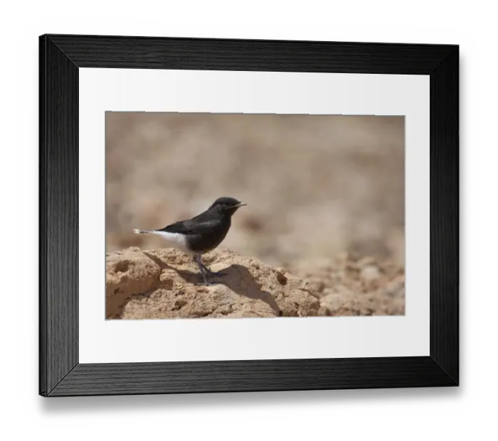 Framed Print : White-crowned Black Wheatear (Oenanthe leucopyga) juvenile, standing on rock, High Atlas, Morocco, may Framed Print : White-crowned Black Wheatear (Oenanthe leucopyga) juvenile, standing on rock, High Atlas, Morocco, may