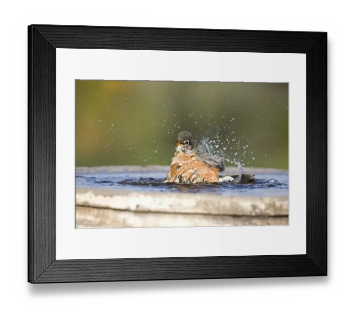 Framed Print : American Robin (Turdus migratorius) adult, bathing in garden birdbath, North Dakota, U. S. A. october Framed Print : American Robin (Turdus migratorius) adult, bathing in garden birdbath, North Dakota, U. S. A. october