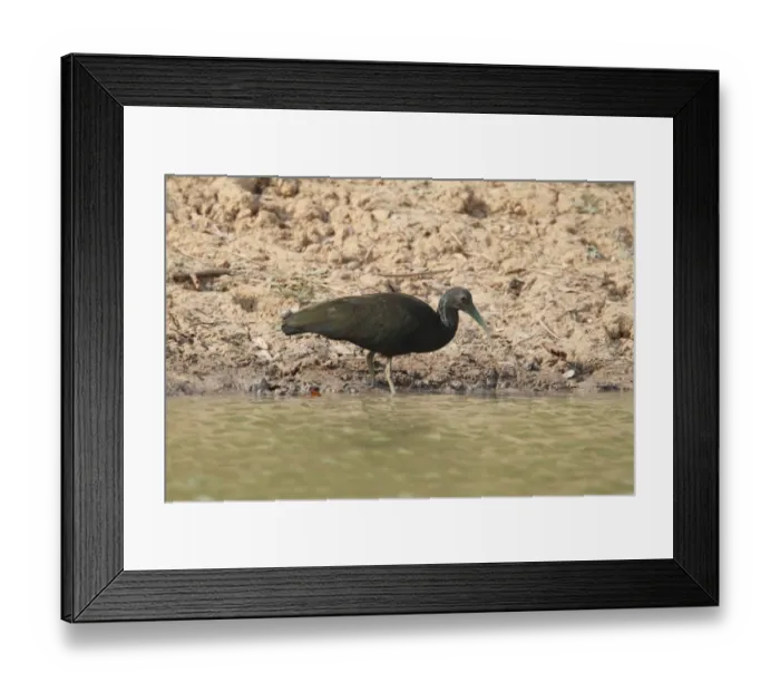 Framed Print : Green Ibis (Mesembrinibis cayennensis) adult, foraging at edge of water, Pantanal, Mato Grosso, Brazil Framed Print : Green Ibis (Mesembrinibis cayennensis) adult, foraging at edge of water, Pantanal, Mato Grosso, Brazil
