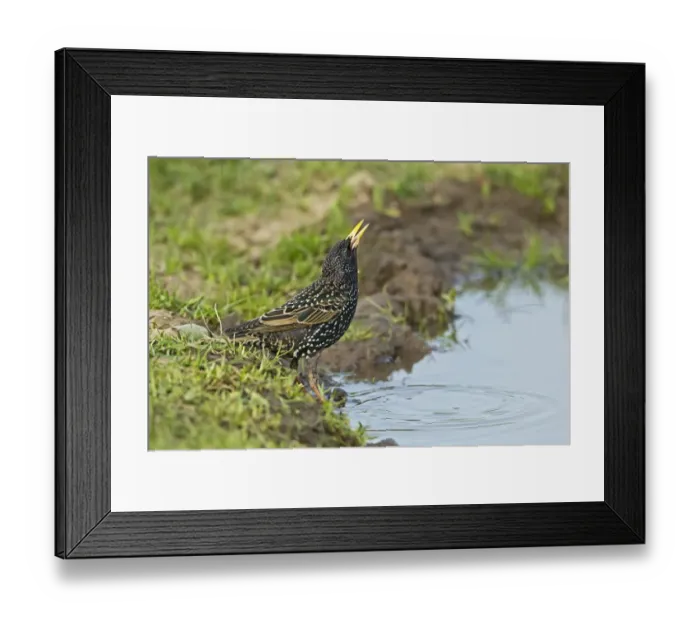 Framed Print : Common Starling (Sturnus vulgaris) adult female, spring plumage, drinking from puddle on farmland, Warwickshire, England, april