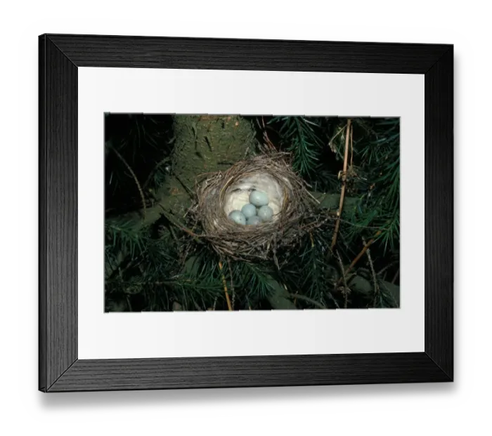 Framed Print : Common Redpoll (Acanthis flammea) Nest in pine tree containing four eggs Framed Print : Common Redpoll (Acanthis flammea) Nest in pine tree containing four eggs