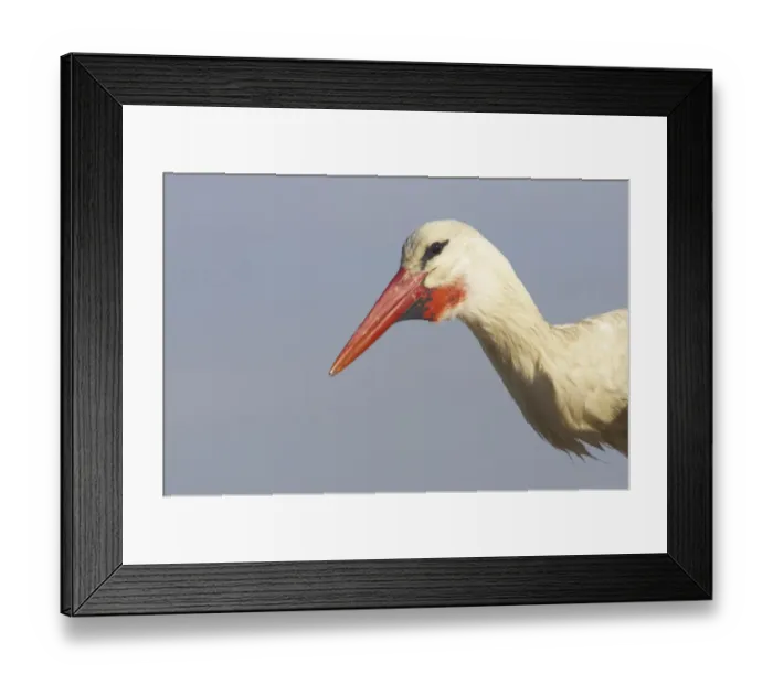 Framed Print : White Stork (Ciconia ciconia) adult, close-up of head and neck, Extremadura, Spain