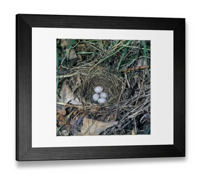 Framed Print : Yellowhammer (Emberiza citrinella) four eggs in nest
