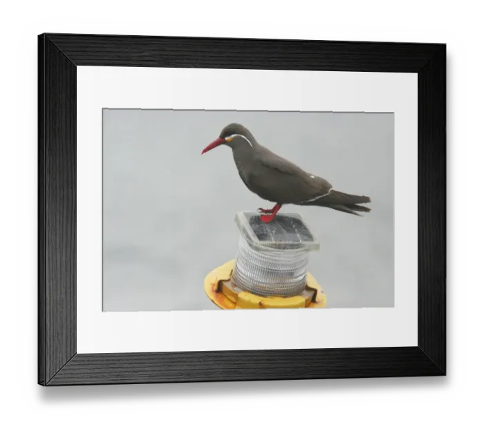 Framed Print : Inca Tern (Larosterna inca) adult, standing on light, Quintero, Chile, november Framed Print : Inca Tern (Larosterna inca) adult, standing on light, Quintero, Chile, november
