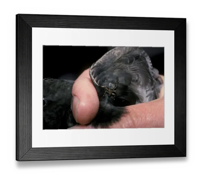 Framed Print : Swift (Apus apus) Close-up of louse-fly on feathers Framed Print : Swift (Apus apus) Close-up of louse-fly on feathers