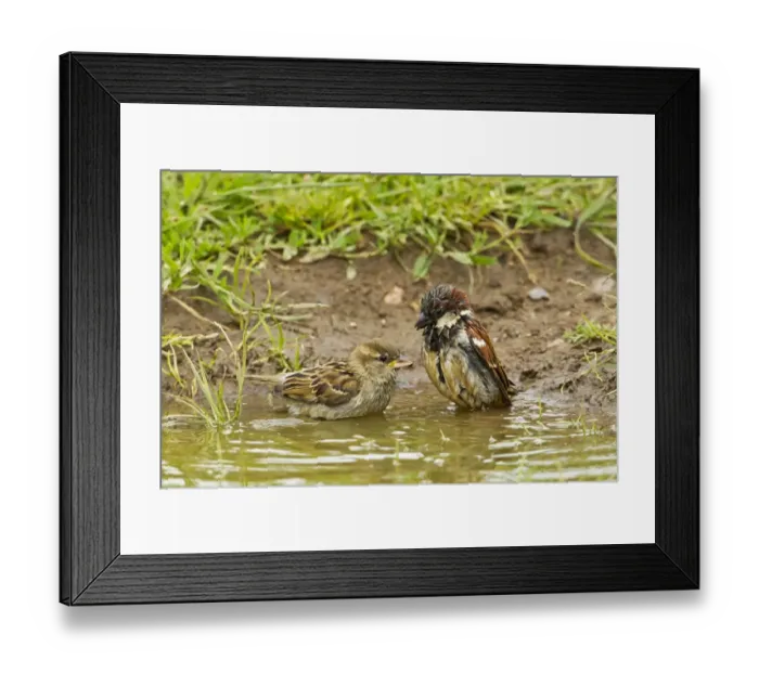 Framed Print : House Sparrow (Passer domesticus) adult pair, bathing in puddle on farmland, Warwickshire, England, june