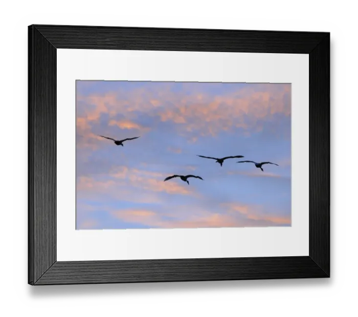 Framed Print : Bewick's Swan (Cygnus bewickii) four, in flight, silhouetted at sunset, Slimbridge, Gloucestershire, England, december Framed Print : Bewick's Swan (Cygnus bewickii) four, in flight, silhouetted at sunset, Slimbridge, Gloucestershire, England, december