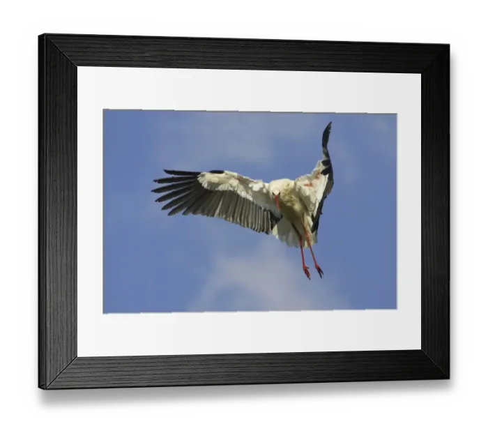 Framed Print : White Stork (Ciconia ciconia) adult, in flight, landing, Extremadura, Spain