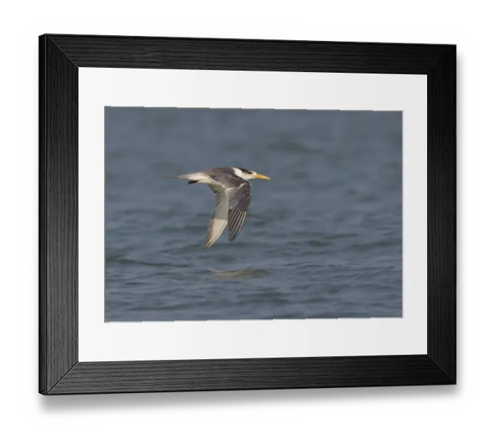 Framed Print : Great Crested Tern (Sterna bergii velox) adult, non-breeding plumage, in flight over water, Thailand, february Framed Print : Great Crested Tern (Sterna bergii velox) adult, non-breeding plumage, in flight over water, Thailand, february