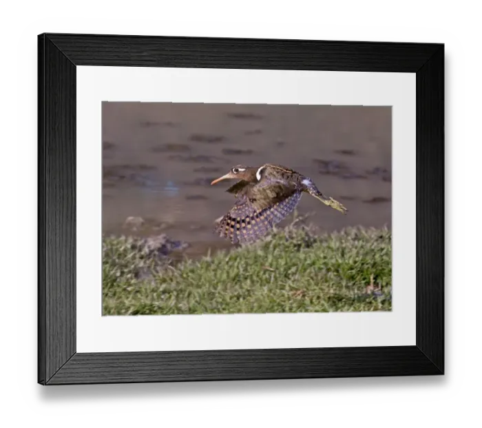 Framed Print : Greater Painted-snipe (Rostratula benghalensis) adult female, in flight, taking off beside water, Rajasthan, India, january