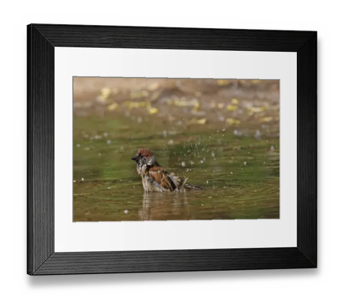 Framed Print : Eurasian Tree Sparrow (Passer montanus) adult, bathing in puddle, Beijing, China, may Framed Print : Eurasian Tree Sparrow (Passer montanus) adult, bathing in puddle, Beijing, China, may