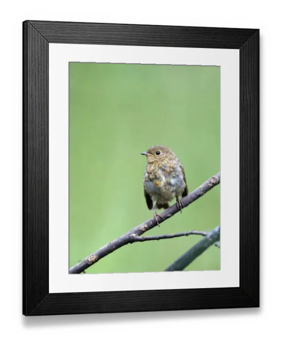 Framed Print : European Robin (Erithacus rubecula) juvenile, perched on twig, Norfolk, England, july Framed Print : European Robin (Erithacus rubecula) juvenile, perched on twig, Norfolk, England, july