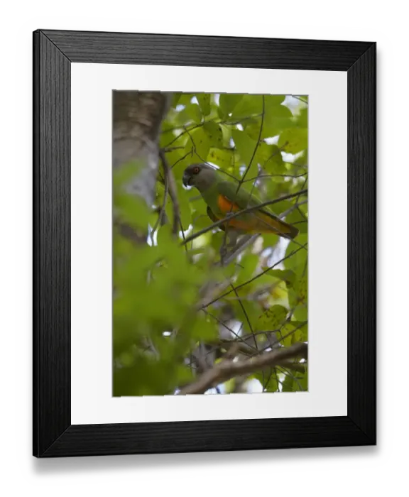 Framed Print : Senegal Parrot (Poicephalus senegalus) adult, perched in tree, Niokolo-Koba area, Senegal, january Framed Print : Senegal Parrot (Poicephalus senegalus) adult, perched in tree, Niokolo-Koba area, Senegal, january