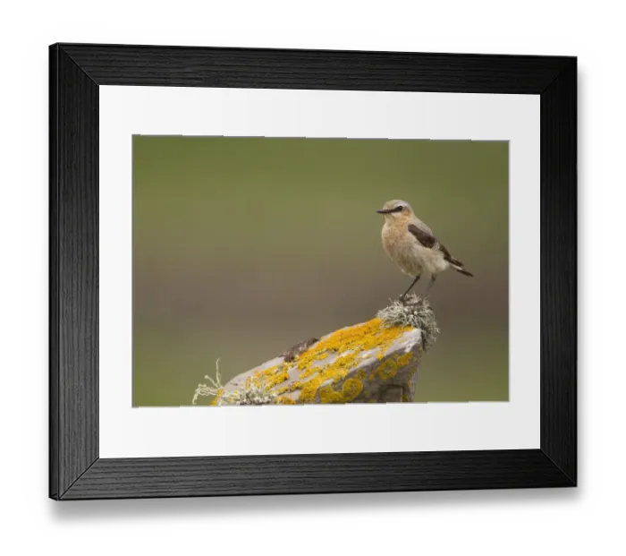 Framed Print : Northern Wheatear (Oenanthe oenanthe) adult female, perched on lichen covered drystone wall, Shetland Islands, Scotland, june Framed Print : Northern Wheatear (Oenanthe oenanthe) adult female, perched on lichen covered drystone wall, Shetland Islands, Scotland, june