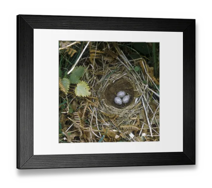 Framed Print : Yellowhammer (Emberiza citrinella) Nest and eggs Framed Print : Yellowhammer (Emberiza citrinella) Nest and eggs
