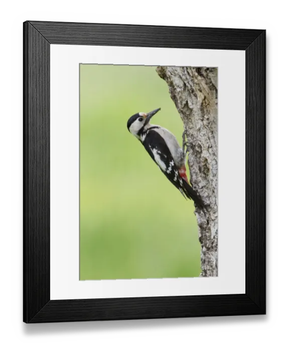 Framed Print : Syrian Woodpecker (Dendrocopos syriacus) adult female, clinging on tree trunk near nesthole, Bulgaria, may Framed Print : Syrian Woodpecker (Dendrocopos syriacus) adult female, clinging on tree trunk near nesthole, Bulgaria, may