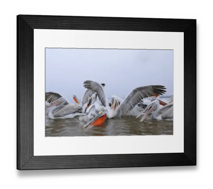 Framed Print : Dalmatian Pelican (Pelecanus crispus) adults and juveniles, group fighting over fish, Lake Kerkini, Macedonia, Greece Framed Print : Dalmatian Pelican (Pelecanus crispus) adults and juveniles, group fighting over fish, Lake Kerkini, Macedonia, Greece