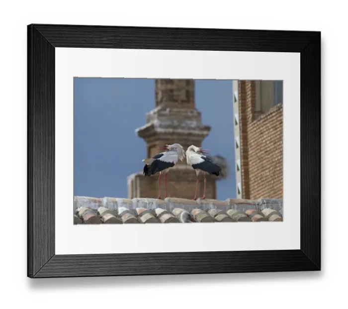Framed Print : White Stork (Ciconia ciconia) adult pair, in courtship display, nesting colony on cathedral roof, Alfaro Cathedral, Alfaro, La Rioja, Spain, may Framed Print : White Stork (Ciconia ciconia) adult pair, in courtship display, nesting colony on cathedral roof, Alfaro Cathedral, Alfaro, La Rioja, Spain, may