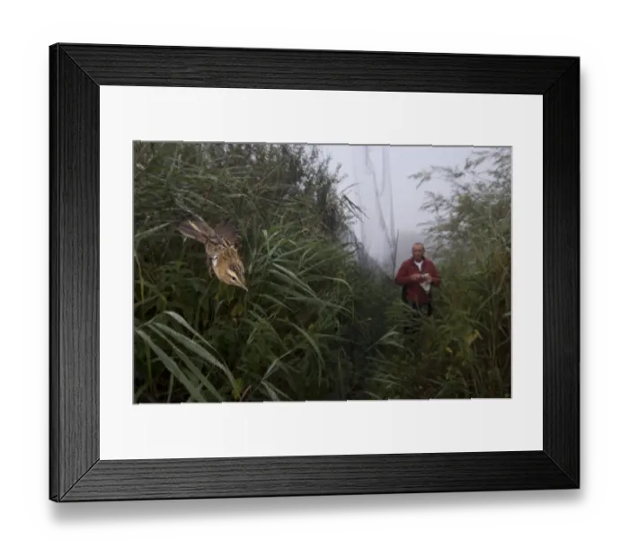 Framed Print : Sedge Warbler (Acrocephalus schoenobaenus) adult, caught in mist net with bird ringer, Norfolk, England Framed Print : Sedge Warbler (Acrocephalus schoenobaenus) adult, caught in mist net with bird ringer, Norfolk, England