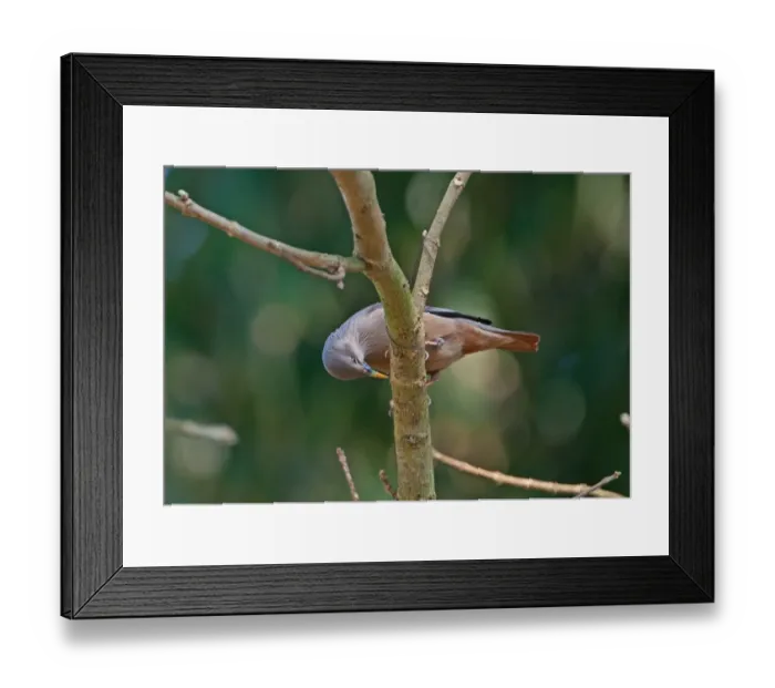 Framed Print : Chestnut-tailed Starling (Sturnia malabaricus malabaricus) adult, foraging on branch, Dibru-Saikhowa N. P. Assam, India, february Framed Print : Chestnut-tailed Starling (Sturnia malabaricus malabaricus) adult, foraging on branch, Dibru-Saikhowa N. P. Assam, India, february