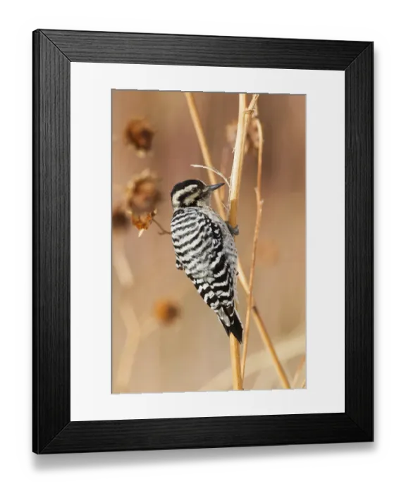 Framed Print : Downy Woodpecker (Picoides pubescens) adult female, foraging on stems, Bosque del Apache National Wildlife Refuge, New Mexico, U. S. A. december