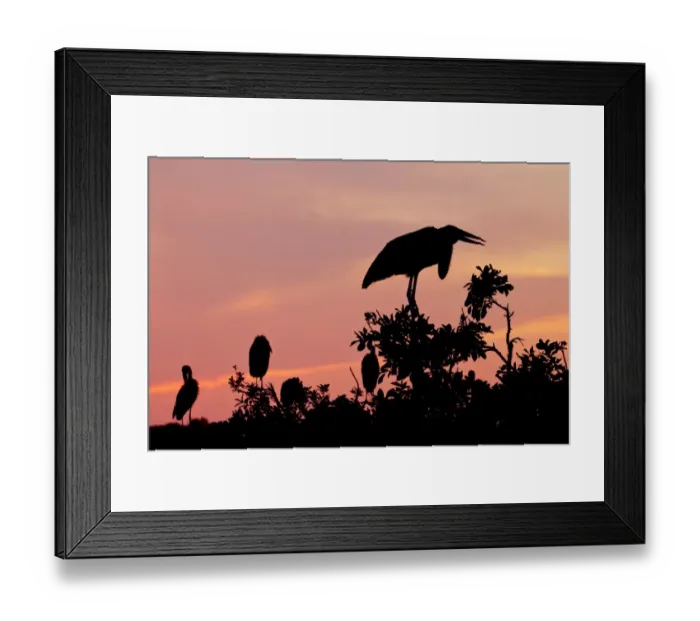 Framed Print : Marabou Stork (Leptoptilos crumeniferus) adult, with African Open-billed Stork (Anastomus lamelligerus) silhouetted in tree at sunset, Godikwe Lagoon, Okavango Delta, Botswana Framed Print : Marabou Stork (Leptoptilos crumeniferus) adult, with African Open-billed Stork (Anastomus lamelligerus) silhouetted in tree at sunset, Godikwe Lagoon, Okavango Delta, Botswana