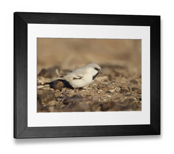 Framed Print : Desert Sparrow (Passer simplex) adult male, feeding on ground, Erg Chebbi, Morocco, february Framed Print : Desert Sparrow (Passer simplex) adult male, feeding on ground, Erg Chebbi, Morocco, february