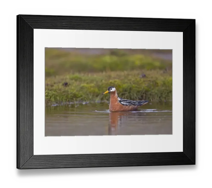 Framed Print : Grey Phalarope (Phalaropus fulicarius) adult female, summer plumage, swimming, Spitzbergen, Svalbard, july Framed Print : Grey Phalarope (Phalaropus fulicarius) adult female, summer plumage, swimming, Spitzbergen, Svalbard, july
