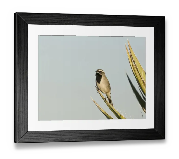 Framed Print : Black-throated Sparrow (Amphispiza bilineata) adult male, perched on yucca leaf, Joshua Tree N. P. California, U. S. A. april Framed Print : Black-throated Sparrow (Amphispiza bilineata) adult male, perched on yucca leaf, Joshua Tree N. P. California, U. S. A. april