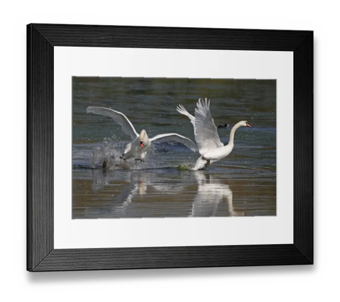 Framed Print : Mute Swan (Cygnus olor) adult male, defending territory by chasing intruder off across water, Hertfordshire, England, september Framed Print : Mute Swan (Cygnus olor) adult male, defending territory by chasing intruder off across water, Hertfordshire, England, september