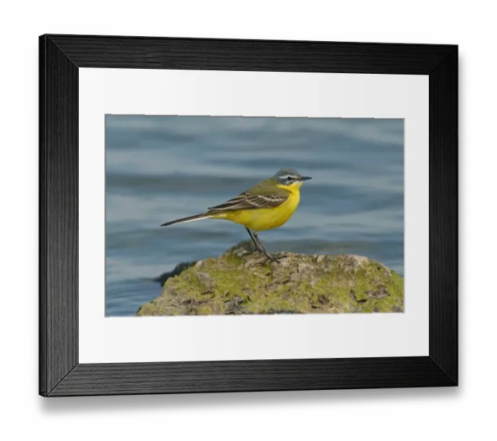 Framed Print : Blue-headed Wagtail (Motacilla flava flava) adult male, standing on rock in water, England, may Framed Print : Blue-headed Wagtail (Motacilla flava flava) adult male, standing on rock in water, England, may