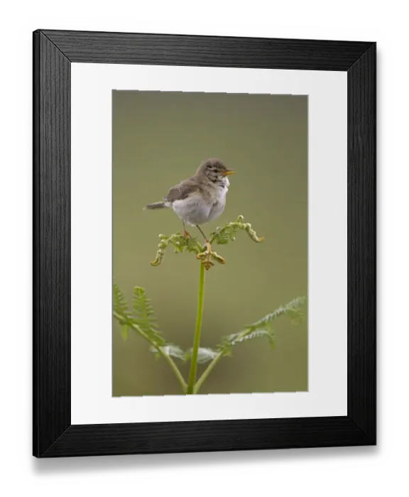 Framed Print : Willow Warbler (Phylloscopus trochilus) adult, singing, perched on bracken, Peak District, Derbyshire, England, june