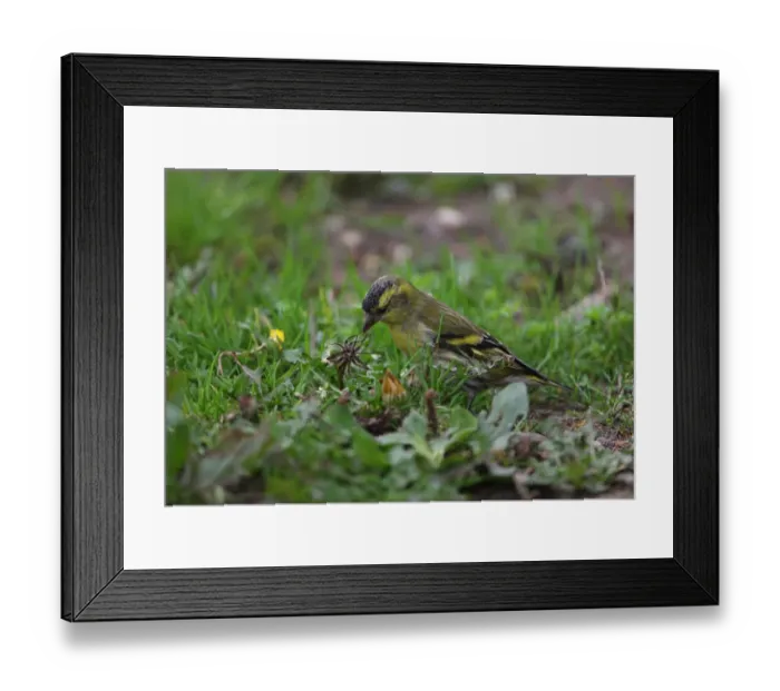 Framed Print : Eurasian Siskin (Carduelis spinus) immature male, first year plumage, feeding on dandelion seeds, Norfolk, England, october Framed Print : Eurasian Siskin (Carduelis spinus) immature male, first year plumage, feeding on dandelion seeds, Norfolk, England, october