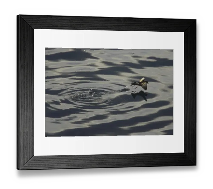 Framed Print : Wilson's Storm-petrel (Oceanites oceanicus) adult, in flight, feeding in sheltered bay, Neko Harbour, Antarctic Peninsula, Antarctica Framed Print : Wilson's Storm-petrel (Oceanites oceanicus) adult, in flight, feeding in sheltered bay, Neko Harbour, Antarctic Peninsula, Antarctica